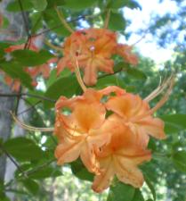 orange rhododendron